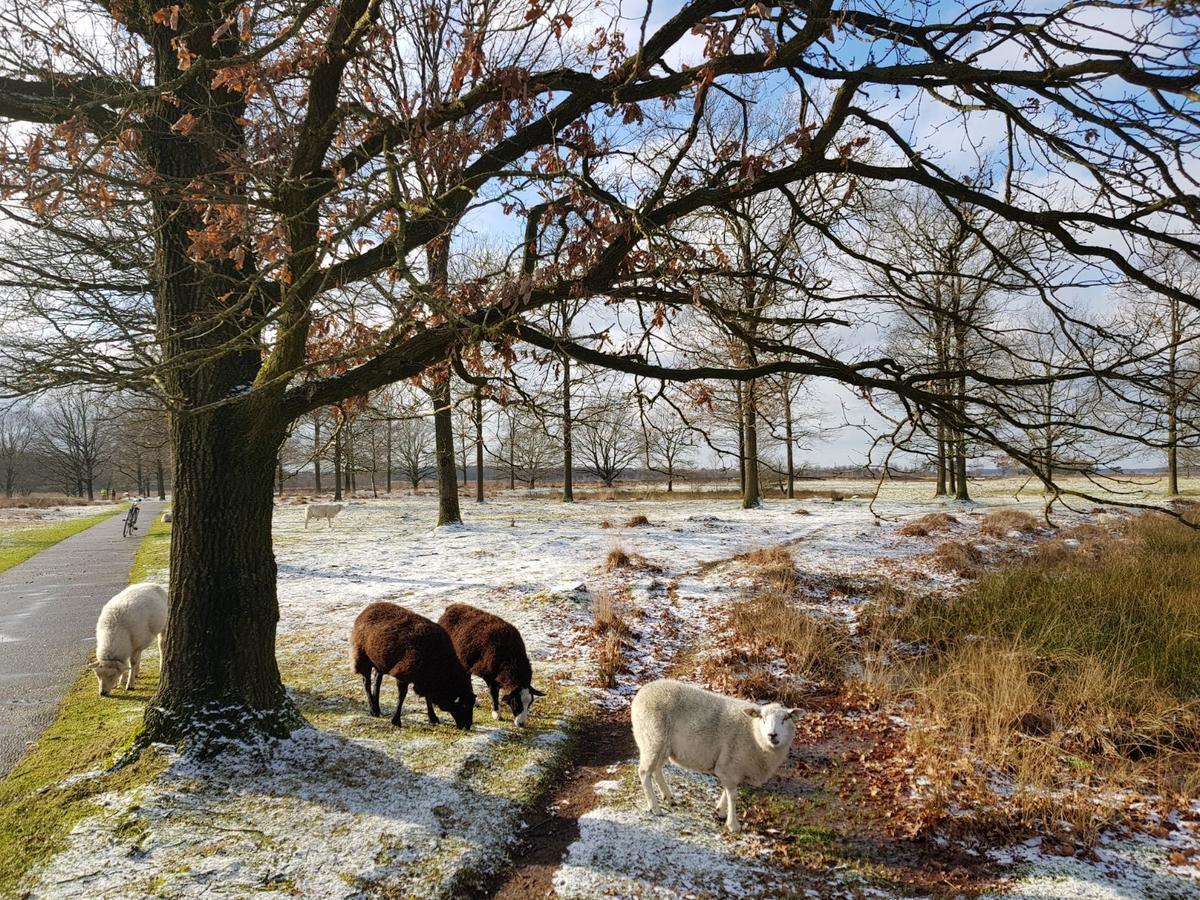 Вилла Hoeve Den Anholt Ruinen Экстерьер фото